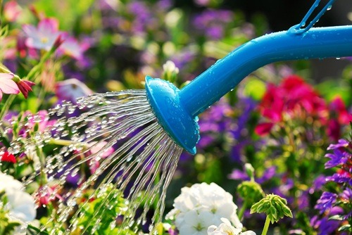 Nachhaltig gießen, Teil 1: Die besten wassersparenden Bewässerungssysteme für Garten & Balkon